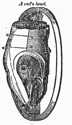 cod's head and carving diagram